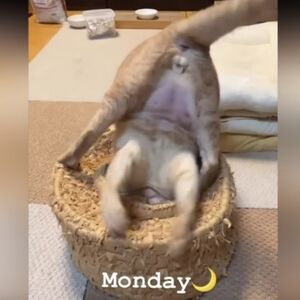 MONDAYS...ya know? Cat Distribution System Repurposed To Distribute Free Stuff